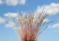 Wild grass over cloudscape Royalty Free Stock Photo
