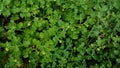 Wild grass plants that can grow on dry soil, with a little water they can still live. pictures suitable for use as educational Royalty Free Stock Photo