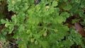 Wild grass plants that can grow on dry soil Royalty Free Stock Photo