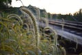 Wild Grass Plants at Sunset by Railroad Tracks in Kentucky Royalty Free Stock Photo