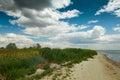 Wild grass at sea coast - beautiful summer landscape Royalty Free Stock Photo