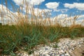 Wild grass at sea coast - beautiful summer landscape Royalty Free Stock Photo