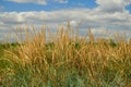 Wild grass at sea coast - beautiful summer landscape Royalty Free Stock Photo