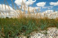 Wild grass at sea coast - beautiful summer landscape Royalty Free Stock Photo