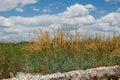 Wild grass at sea coast - beautiful summer landscape Royalty Free Stock Photo