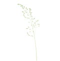 Wild grass shoots vector stock illustration. Fresh green young grass.