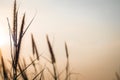 Wild Grass Silhouette against Golden. Beautiful autumn season background wild grass with sunset and blue sky in fall.  Spikelet in Royalty Free Stock Photo
