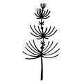 Field Herb Silhouette Vector Icon. Hand Drawn Doodle Isolated On White Background. Horsetail Botanical Sketch.