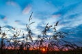 Wild grass silhouettes in a beautiful summer evening sky, sun setting in horizon, natural floral background pattern Royalty Free Stock Photo