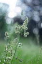 Wild Grass and Soft Bokeh Bubbles Background in Spring in Austria