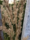 Wild grass with spikelets on the background of green grass Royalty Free Stock Photo