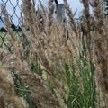 Wild grass with spikelets on the background of green grass Royalty Free Stock Photo