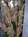 Wild grass with spikelets on the background of green grass Royalty Free Stock Photo