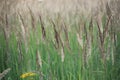 Wild grass with spikelets, summer plants. Green grass background. Spikelets of wild wheat in the field Royalty Free Stock Photo
