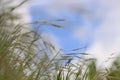 Wild grass spikes against cloudy blue sky with sunlight, low angle view perspective. Wild spikes in the meadow inflates the wind. Royalty Free Stock Photo