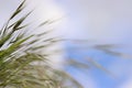 Wild grass spikes against cloudy blue sky with sunlight, low angle view perspective. Wild spikes in the meadow inflates the wind. Royalty Free Stock Photo