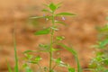 Wild grass stalks named Bastard pennyroyal with small green leaves and purple flowers Royalty Free Stock Photo