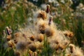 Wild grass in summer.Flowered Thistle, Thistle of the field Royalty Free Stock Photo