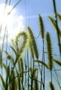 Wild grass with sun rays and sky natural photo. Royalty Free Stock Photo