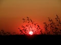 Wild grass sunset Royalty Free Stock Photo