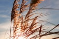 Wild grass at sunset Royalty Free Stock Photo