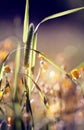 Wild grass - Timothy-grass Royalty Free Stock Photo
