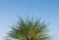 Wild grass tussock Royalty Free Stock Photo