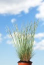 Wild grass tussock in red pot Royalty Free Stock Photo