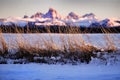 Wild Grass Weeds Sunset Tetons Teton Mountains in Background Beautiful Royalty Free Stock Photo