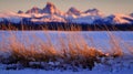 Wild Grass Weeds Sunset Tetons Teton Mountains in Background Beautiful Royalty Free Stock Photo