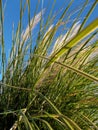 Wild Grass in the Wind on Blue Morning Sky