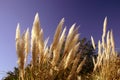 Wild Grasses Royalty Free Stock Photo