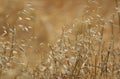 Wild Grasses Royalty Free Stock Photo