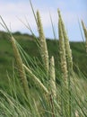 Wild Grasses Royalty Free Stock Photo