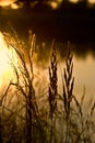 Wild grasses Royalty Free Stock Photo