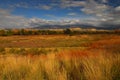 Wild Grasses Royalty Free Stock Photo