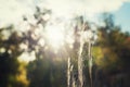 Wild grasses in autumn forest at sunset