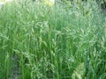 Wild grasses Royalty Free Stock Photo