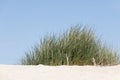 Wild grasses are on the dunes