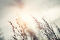 Wild grasses in a field at sunset. Royalty Free Stock Photo