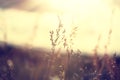 Wild grasses in a field at sunset. Royalty Free Stock Photo