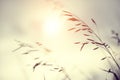 Wild grasses in a field at sunset. Shallow depth of field Royalty Free Stock Photo