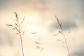 Wild grasses in a field at sunset. Royalty Free Stock Photo