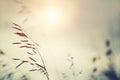 Wild grasses in a field at sunset. Shallow depth of field Royalty Free Stock Photo