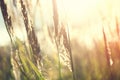 Wild grasses in a field at sunset. Royalty Free Stock Photo