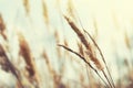 Wild grasses in a field at sunset. Royalty Free Stock Photo