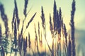 Wild grasses in a field at sunset. Royalty Free Stock Photo