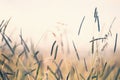 Wild grasses in a field at sunset. Royalty Free Stock Photo