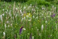 Wild grasses and flowers blooming in the meadow. Natural background, selective focus. The concept of environmental protection. Royalty Free Stock Photo