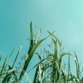 Wild grasses grow on a meadow against clear sky, bottom view. Monochrom mint green background, copy space